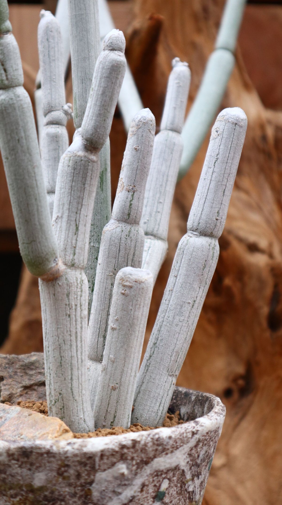 S*N様 希少　Ceropegia fusca　セロペギア　フスカ　現地株　特大 S*N様 希少 Ceropegia fusca セロペギア フスカ 現地株 特大
