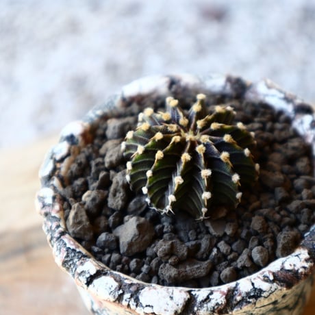 ギムノカリキウム   フィードリッフィーLB2178  Gymnocalycium friedrichii    no.40714