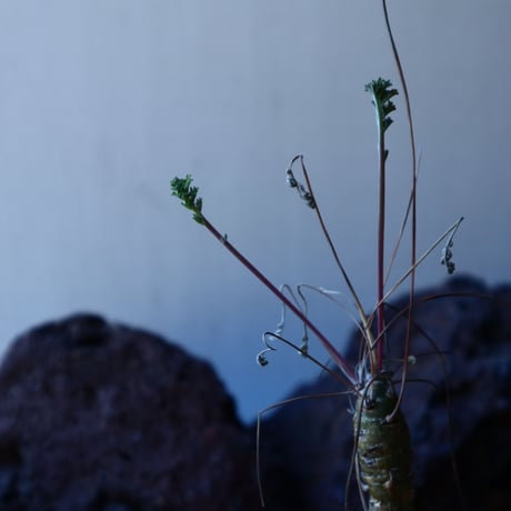 ペラルゴニウム カルノーサム  Pelargonium carnosum  no.30108