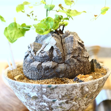 Dioscorea elephantipe × たけろうポット    no.111262