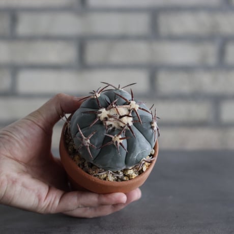Echinocactus horizonthalonius (花王丸) × YAMABACHI (3号) no.614/5