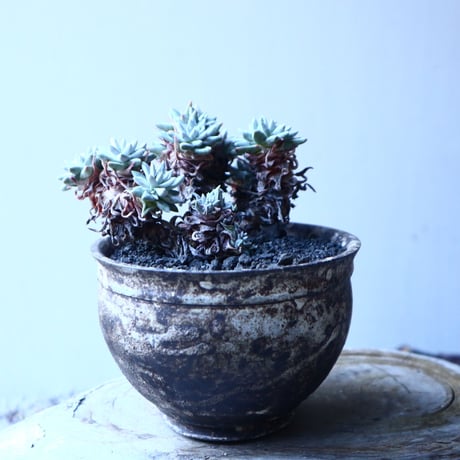 ダドレア グリーニー Dudleya greenei  no.21649