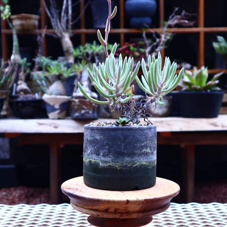 ダドレア オルクッティ／Dudleya attenuata ssp. orcutii    no.50232