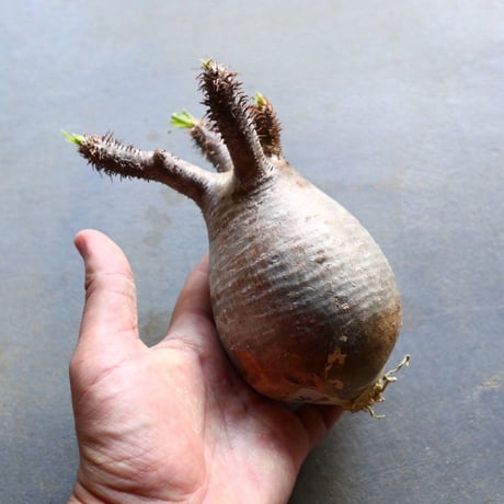 パキポディウム グラキリス 抜苗  Pachypodium rosulatum var. gracilius no.92936