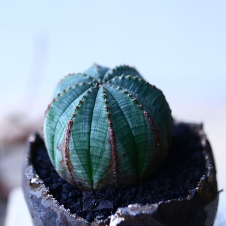 ユーフォルビア  オベサ    Euphorbia obesa　no.92747-2