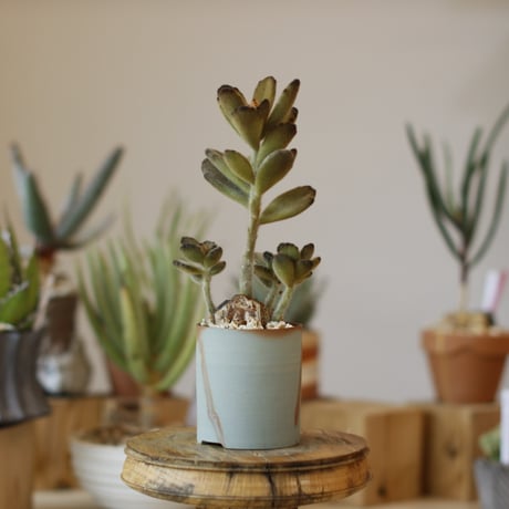 Kalanchoe tomentosa 'Teddy Bear' × BIZENBACHI (2.5号)  no.1214/45