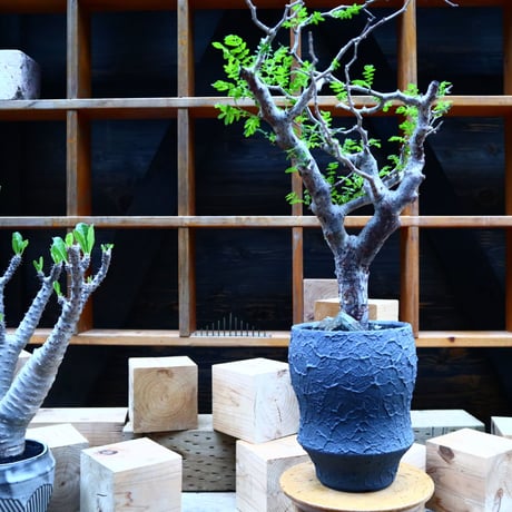 コミフォラ モンストローサ   Commiphora monstrosa   no.81542