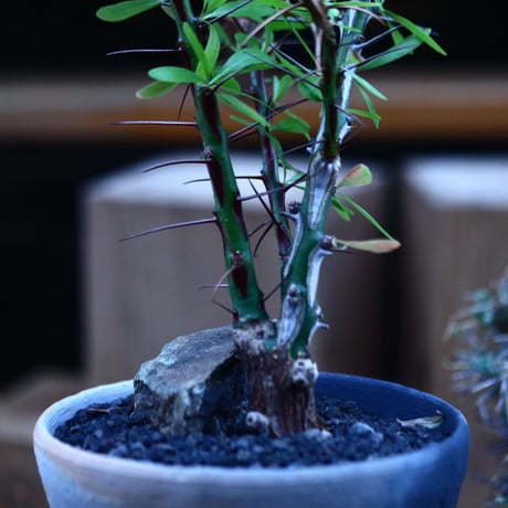 フォークイエリア hyb.／Fouquieria hyb. （purpusii × fasciculata ） no.111441
