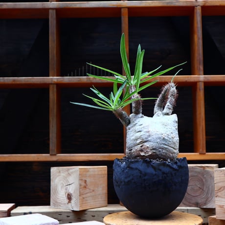 パキポディウム  グラキリス／Pachypodium  gracilius       no.80848
