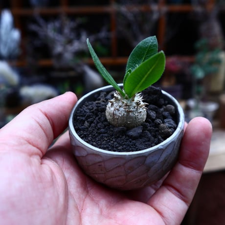 パキポディウム  エブレネウム  実生／Pachypodium eburneum      no.51644