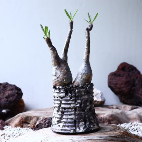 パキポディウム グラキリス  Wヘッド  Pachypodium   gracilius  no.90106