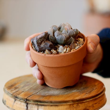 Haworthia 銀オブツーサ × YAMABACHI (3号)  no.1214/36