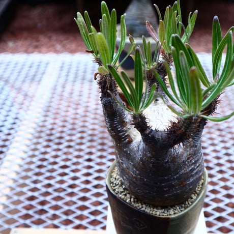 パキポディウム  グラキリス／Pachypodium  gracilius       no.50219