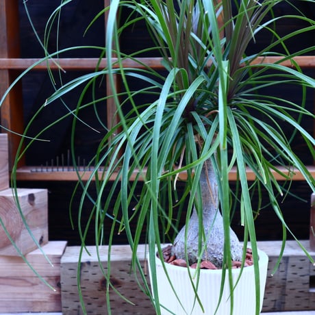 トックリラン／Beaucarnea recurvata   no.60650