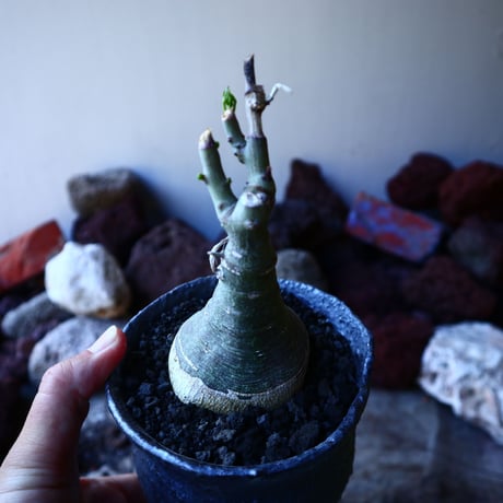 アデニア   グラウカ    Adenia glauca   no.32213