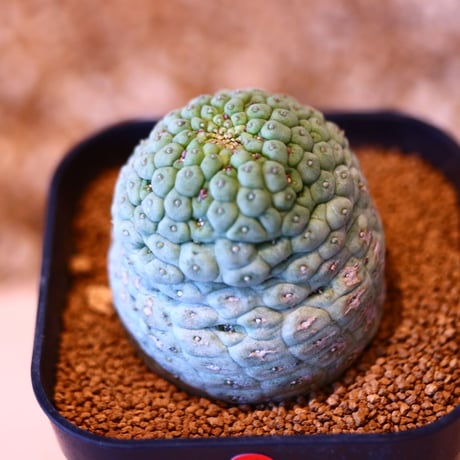 ラリレアキア カクティフォルメ  仏頭玉 / Larryleachia cactiformis　no.50701