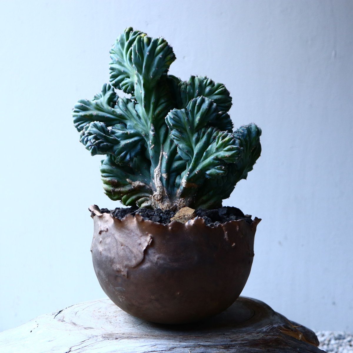 竜神木　実生　9鉢セット 竜神木綴化 no.12607 | 芽の巣山