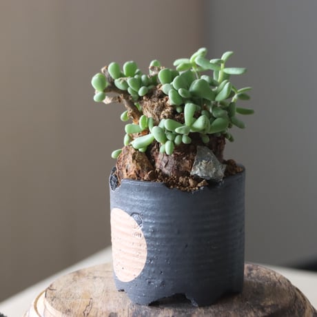 Ceraria pygmaea × N/OH   no.905-17