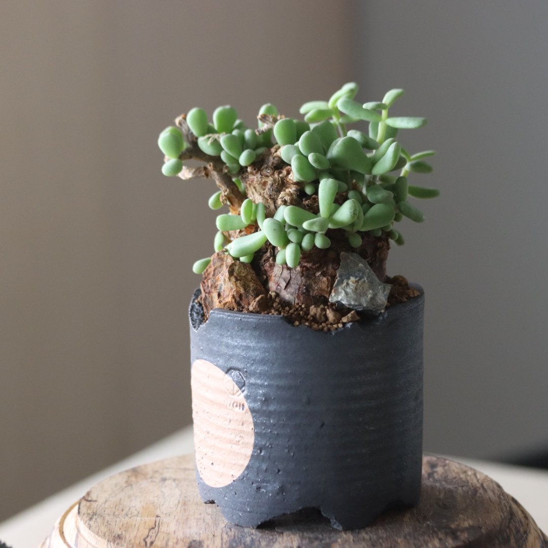 丸葉　ピグマエア Ceraria pygmaea × N/OH no.905-17 | 芽の巣山