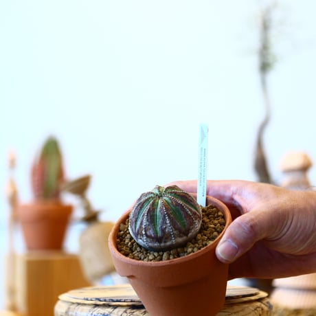 YAMABACHI × Euphorbia obesa    no.91002