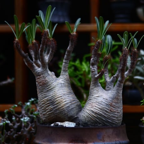 パキポディウム  グラキリス 2頭／Pachypodium  gracilius       no.91902