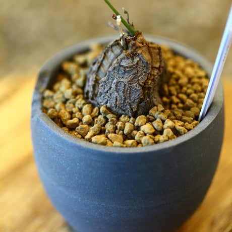 Dioscorea elephantipe × N/OH    no.123111