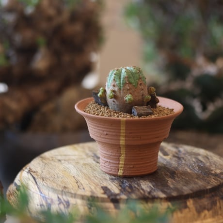 Euphorbia  symmetrica × N/OH   no.81885