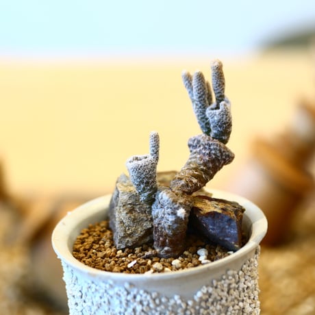キノコ団扇 / Puna clavarioides    no.82014