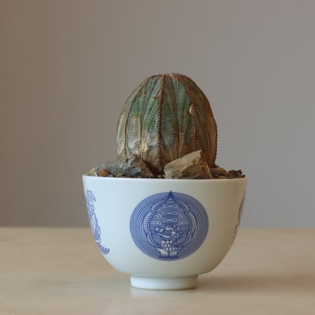 Euphorbia obesa × JUN CHIHARA -JOINT POT (4号鉢)  no.412-26