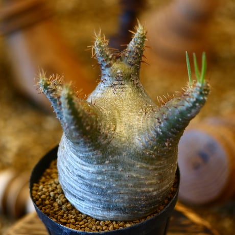 'ハルコイ´セット (N/OH × Pachypodium gracilius)  no.30305