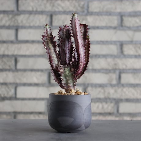 Euphorbia trigona f. rubra (紅彩雲閣) × N/OH (3.5号)  no.607/39