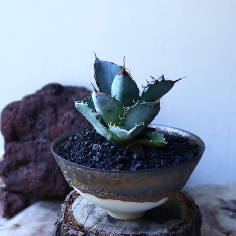 アガベ ホワイトアイス   Agave titanota 'White Ice'    no.72809