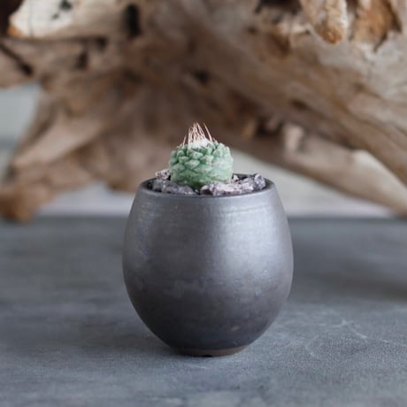 Strombocactus disciformis  × Kazuhiro Arima (2号)  no.629-29