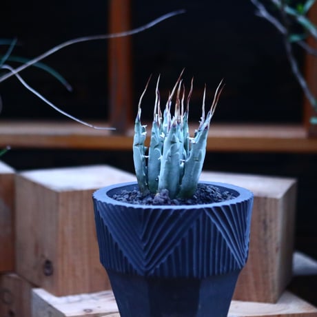 アガベ  ユタエンシス  エボリスピナ／Agave uthaensis var. eborispina     no.112149