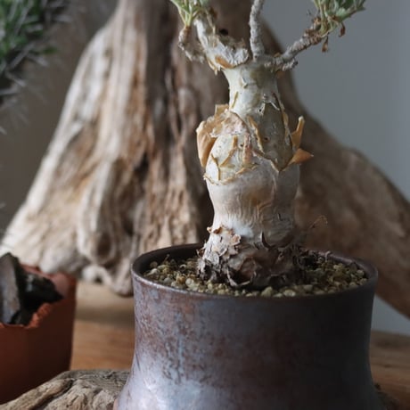 Cyphostemma betiforme × Masato Akutsu / humanity pot   no.63051