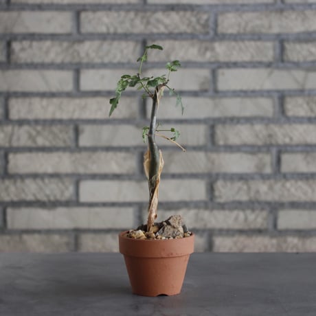 Bursera fagaroides × YAMABACHI (3号)  no.621/27