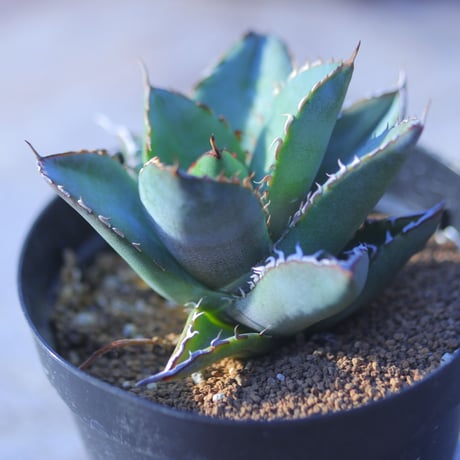 アガベ チタノタ フィリグリー Agave titanota "Filigree crested 　 no.20744