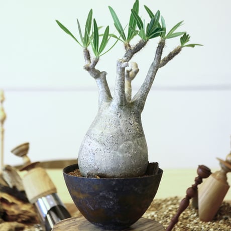 パキポディウム  グラキリス / Pachypodium  gracilius   no.52107