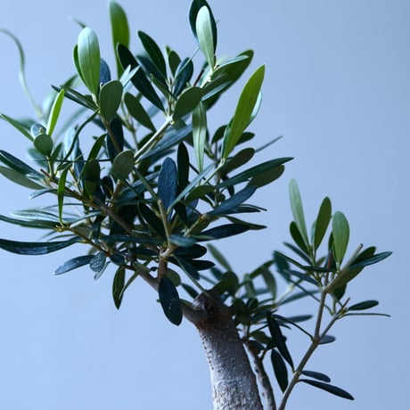 オリーブ　Olea europaea　 no.110846-5