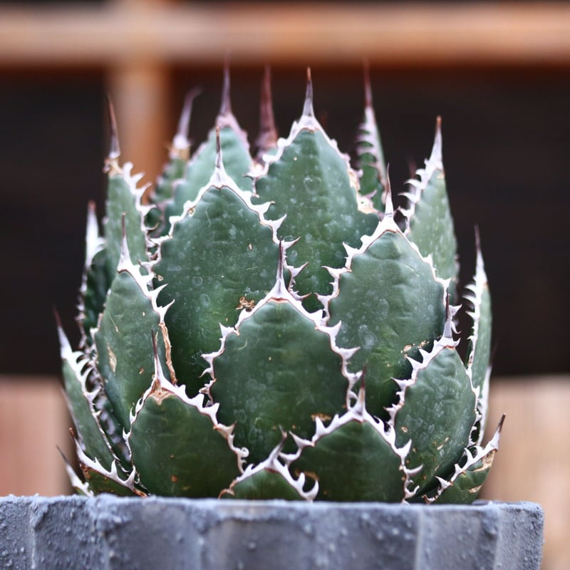 アガベ ホリダ / Agave horrida no.31956 | 芽の巣山