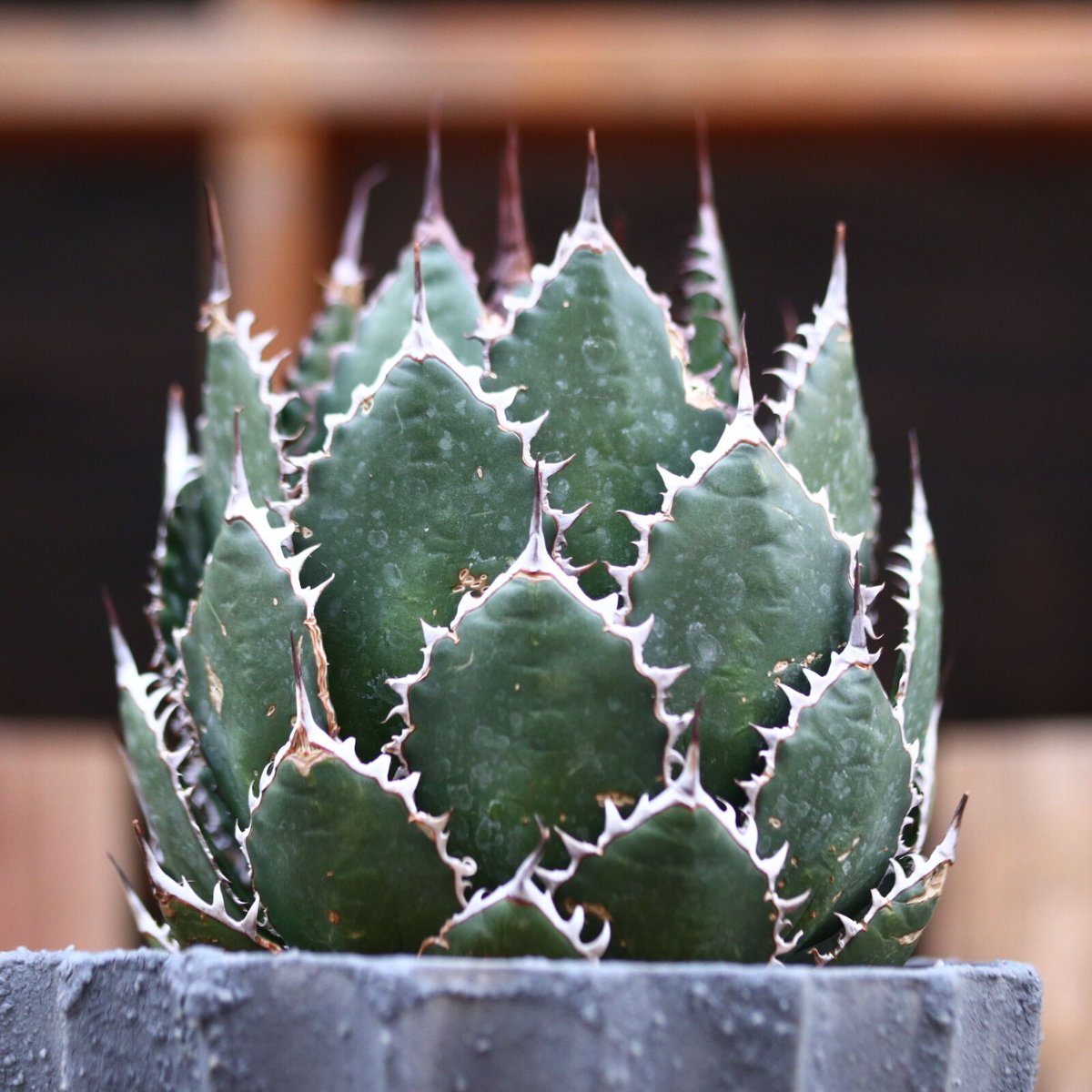アガベ ホリダ / Agave horrida no.31956 | 芽の巣山 アガベ ホリダ / Agave horrida no.31956 | 芽の巣山