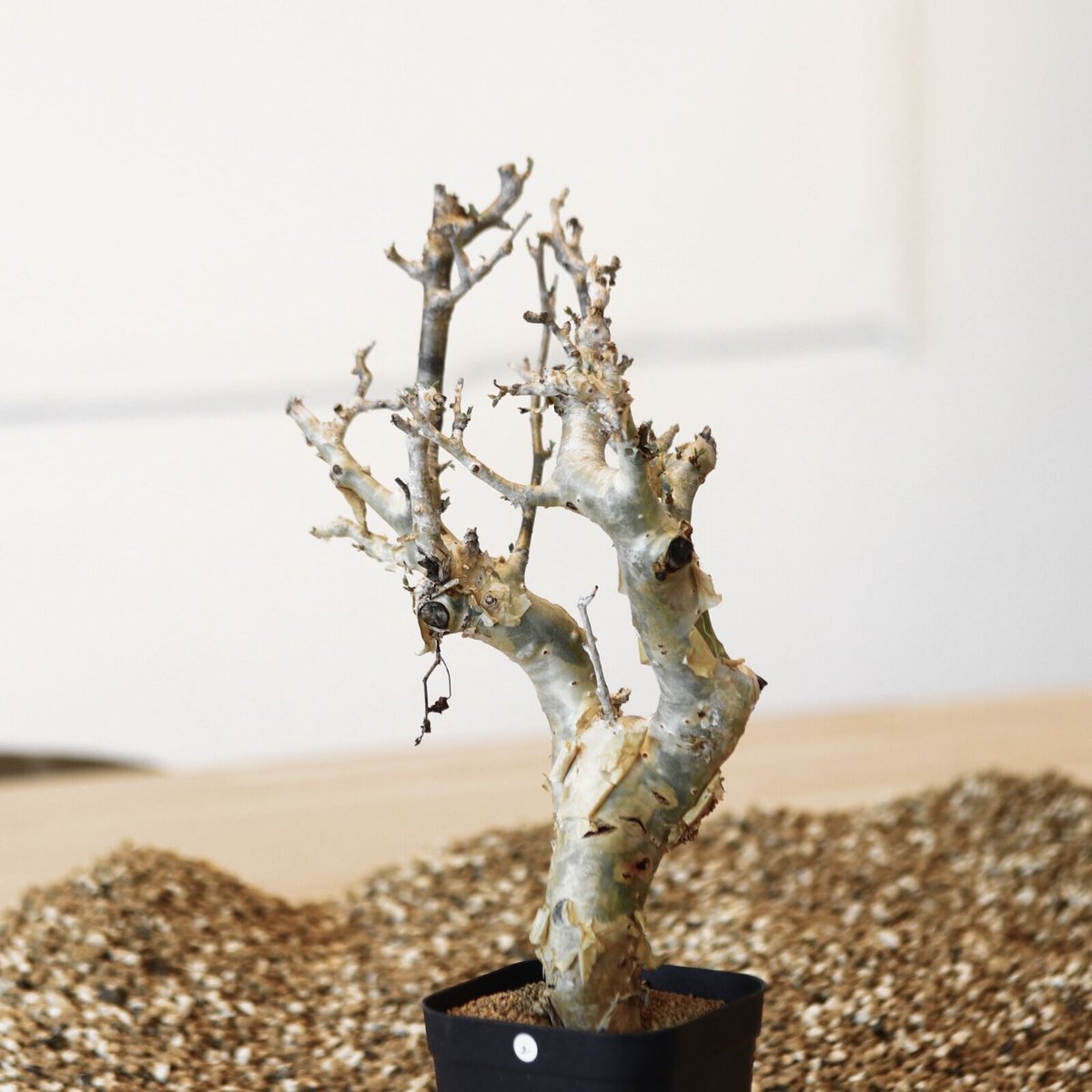 コミフォラストックシアナ　植物のみ コミフォラ ストックシアナ / Commiphora stocksiana no.4160