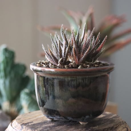 Aloe haworthioides × 陶器鉢    no.51941