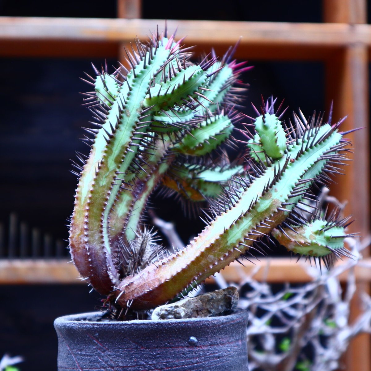 ユーフォルビア 紅彩閣／Euphorbia enopla no.51607 | 芽の巣山