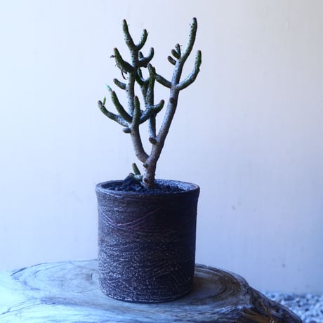 チレコドン  ブッコルジアヌス   Tylecodon  buchholzianus   no.20213