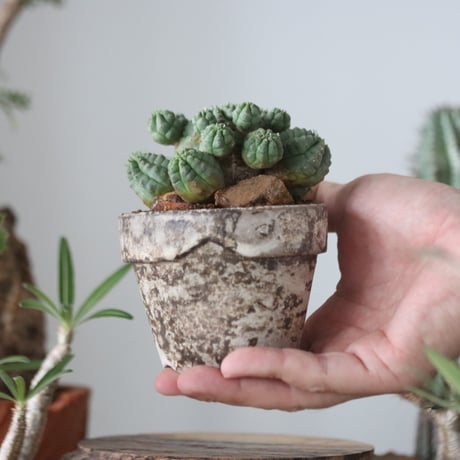 Euphorbia obesa 梵天  × たけろうポット    no.51207