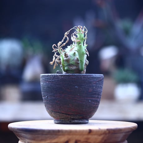 ユーフォルビア  ロンギツベルクローサ   Euphorbia  longetuberculosa    no.22831