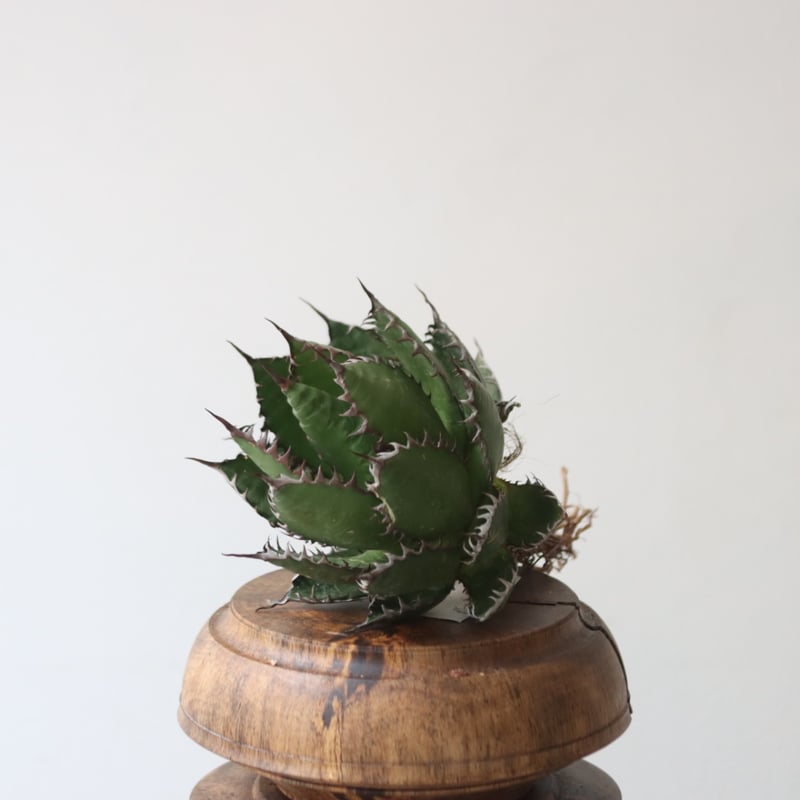 U.S. horrida (Agave horrida) / Style of Chika n...