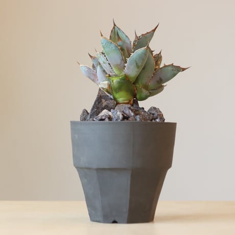 Agave Titanota Rancho Tambor × N/OH　no. 309-7