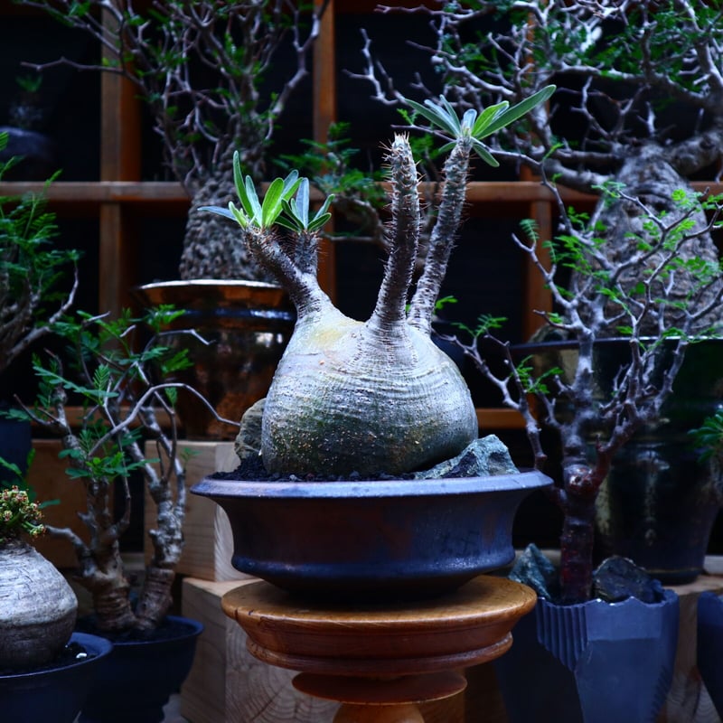 パキポディウム グラキリス／Pachypodium gracilius no.